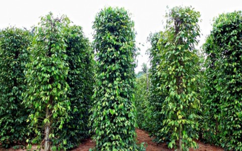 Giá tiêu hôm nay 23/9: Bật tăng mạnh, vượt mốc 50.000 đồng/kg
